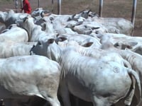 Lote 42