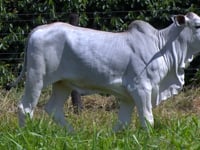 Lote 06