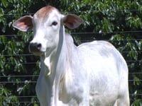 Lote 03
