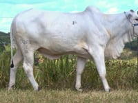 Lote 20