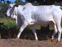 Lote 24