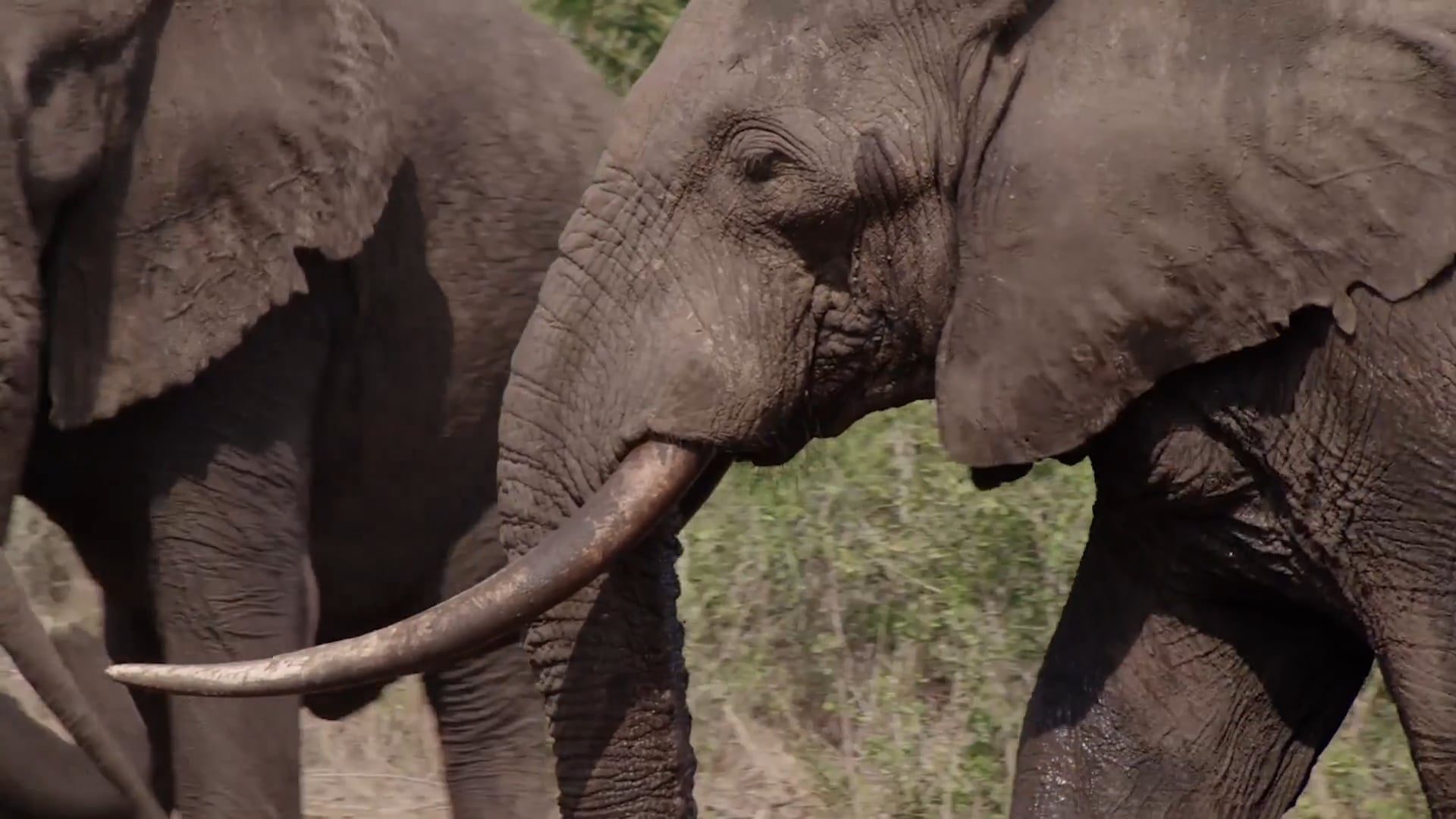 Big Tuskers - Africa’s Last Great Elephants