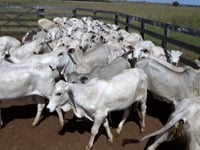Lote 03GA