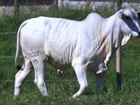 Lote 57