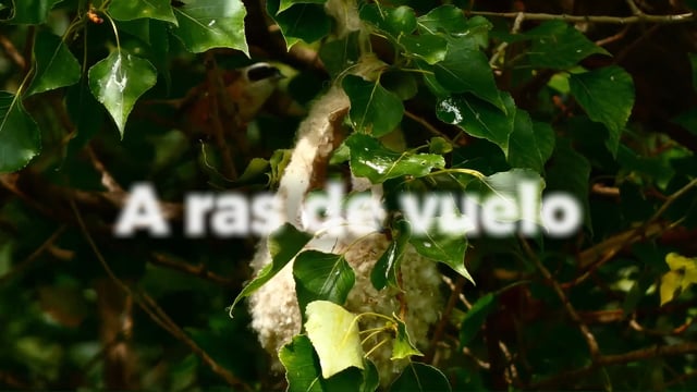 A ras de vuelo