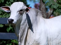 Lote 44