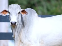 Lote 60