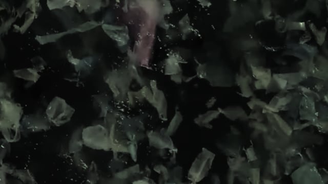 Observadores marinos más que humanos