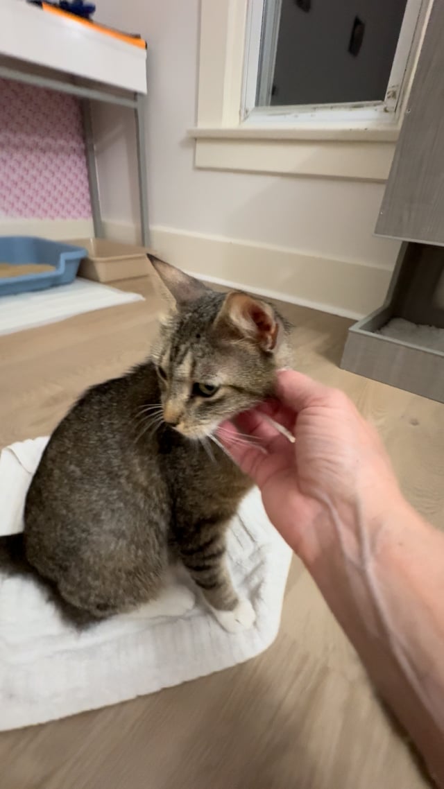 Enlarge Bonnie, a ADOPTABLE Domestic Short Hair in Montclair, NJ video 6/6