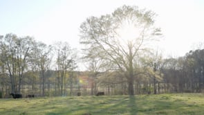 Peters Farm