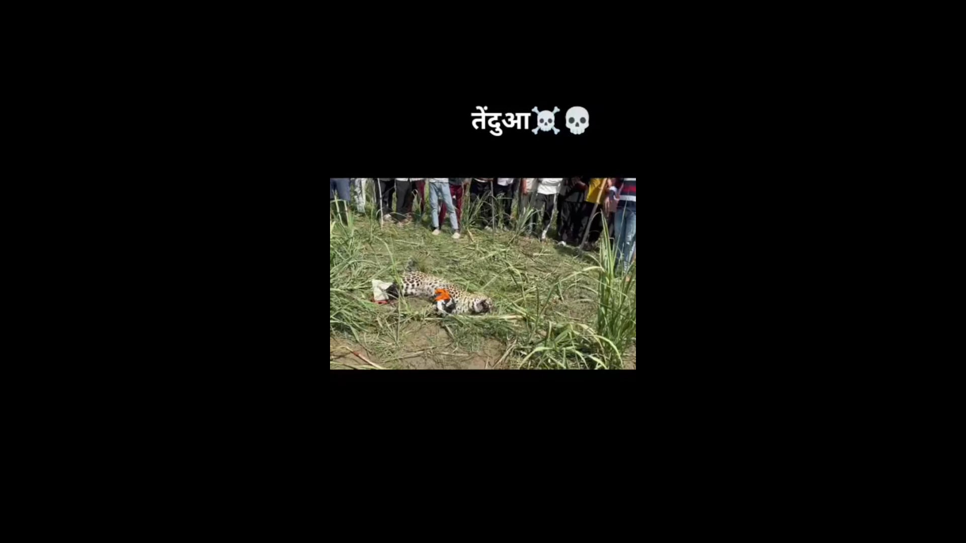 ग्रामीणों का साहस:सुरक्षा की दृष्टि से और उसे भागने से रोकने के लिए, ग्रामीणों ने तेंदुए को रस्सियों से बांध दिया।