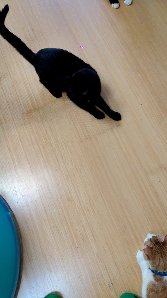 Enlarge Prince, a ADOPTABLE Domestic Short Hair in Marin, CA video 6/6