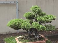 Flors, bonsais i ceràmica omplen el CER