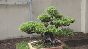 Flors, bonsais i ceràmica omplen el CER