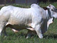 Lote 22