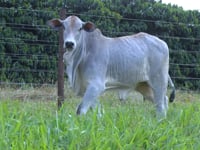 Lote 02