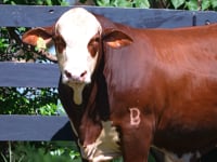 Lote 83