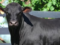 Lote 91