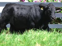 Lote 98