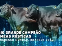 Lote CAMPEÃO