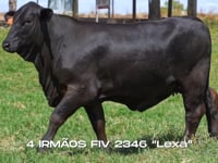 Lote 16