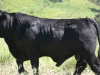 Lote 100
