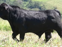 Lote 103