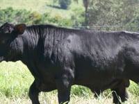 Lote 102