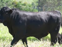 Lote 104
