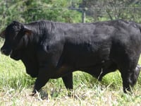 Lote 105