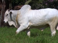 Lote 65