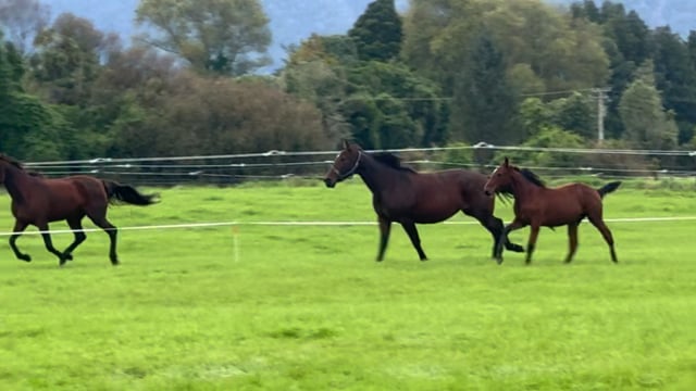 Lot 35