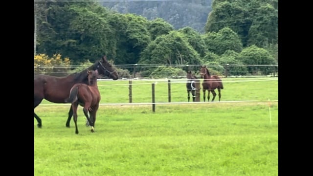 Lot 35