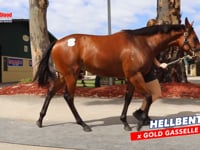 Hellbent x Gold Gasselle Filly
