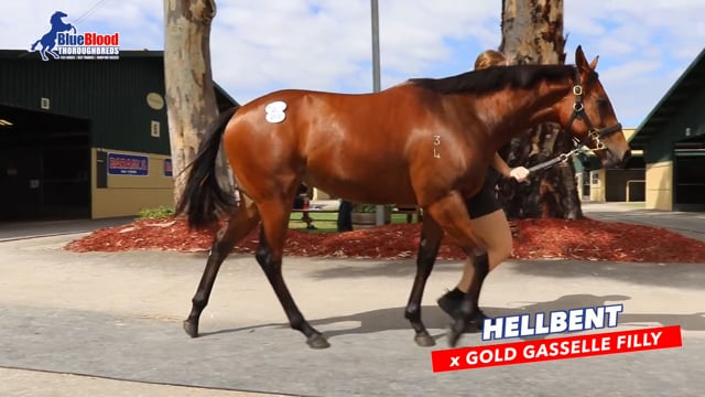 Hellbent x Gold Gasselle Filly