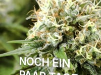 https://i.vimeocdn.com/video/2156988354-9e45211b44fad9ba6f3a95c8e59d5e0cb6185baaf2a7b794c3a32b4f6427c756-d_200x150?region=us