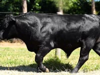 Lote 108