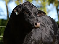 Lote 107
