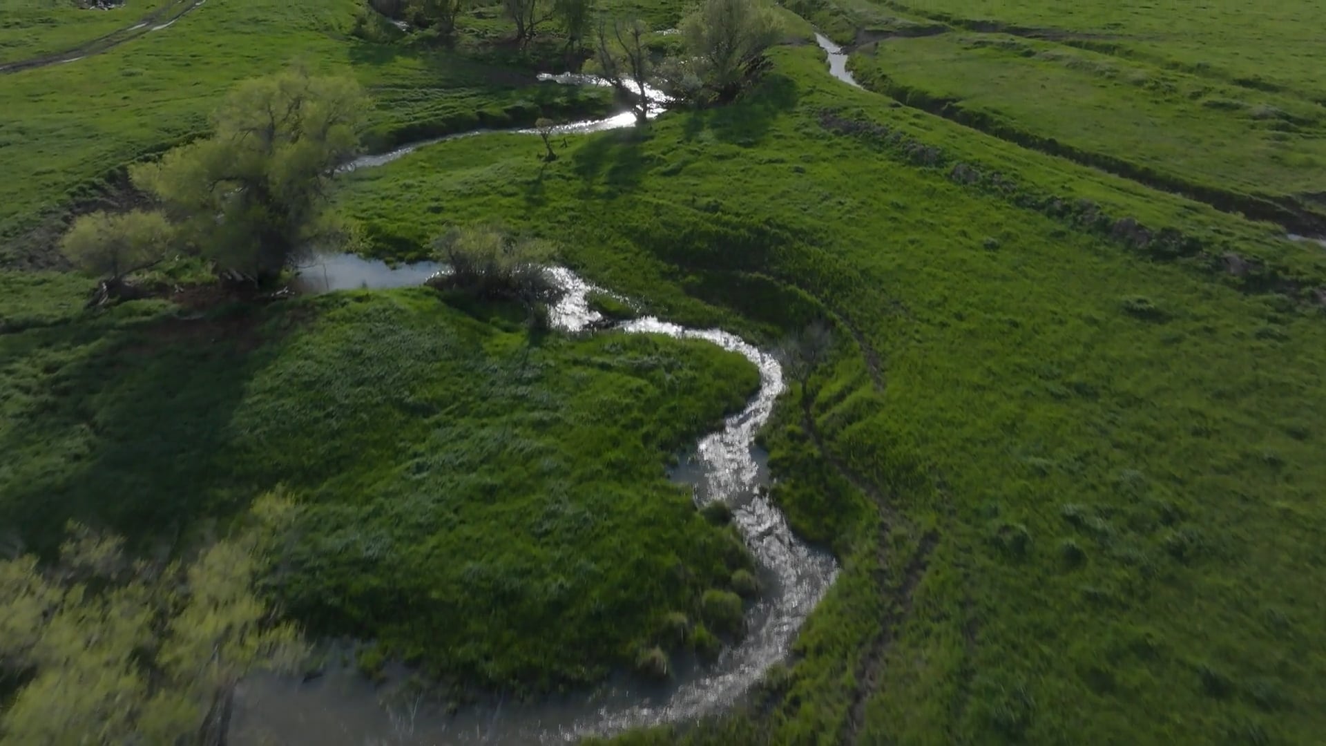 WATER - GRASS - CATTLE