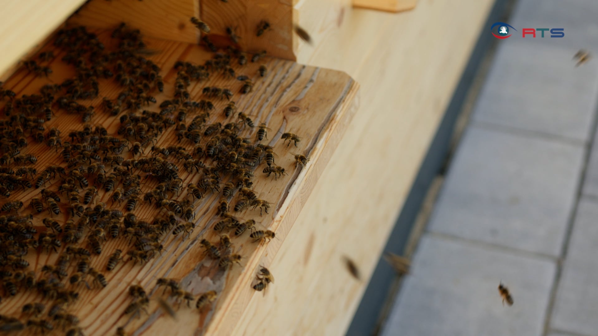 wohltuende-kraft-aus-dem-stock-bienenluft-im-apiorium