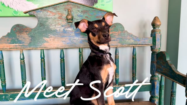 Enlarge Scottie, a Adoptable mixed breed in San Antonio, TX video 6/6