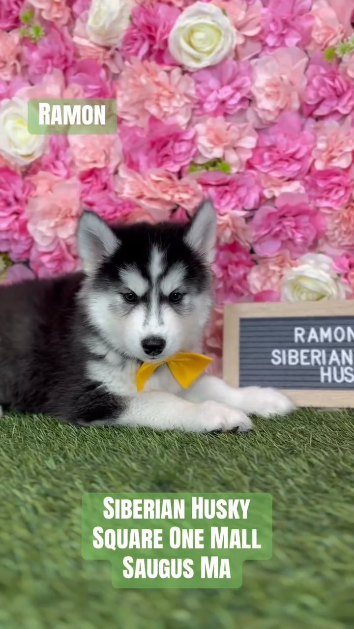 Male Siberian Husky puppy named Ramon for sale at Pet Express Saugus. video thumbnail