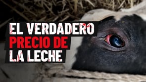 Golpes, enfermedad y muerte: investigación encubierta en una granja lechera de Alemania