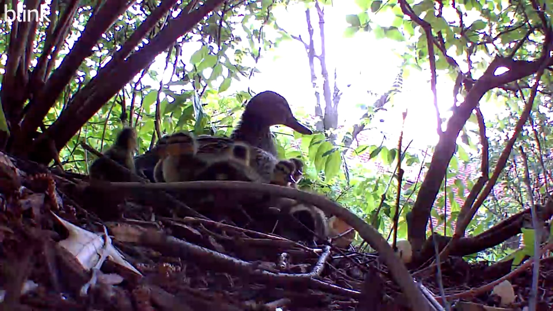 BIRD WATCH: Spring Ducklings in the Toddler Courtyard