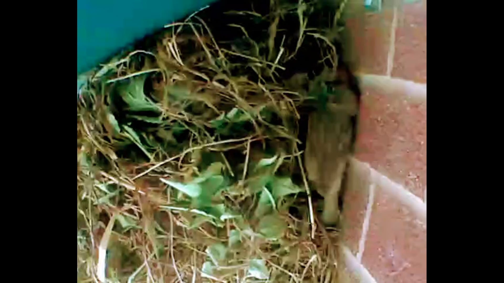 BIRD WATCH: 3 Little Birds at Our Door