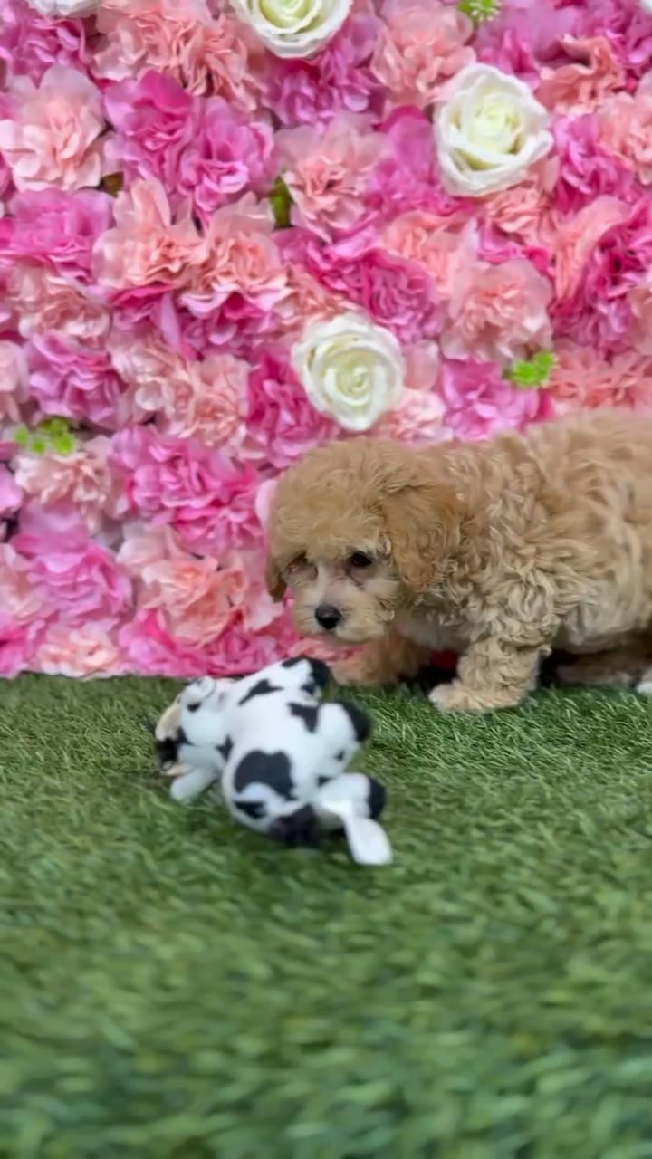 Female Bichon-Poodle puppy named Bonnie for sale at Pet Express Braintree. video thumbnail