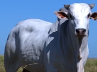 Lote 29