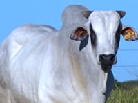 Lote 38