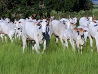 GERAL VACAS PARIDAS
