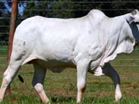 Lote 01